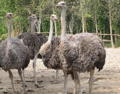 世界上最大的鸟VS世界上最小的鸟分别都是什么【组图】