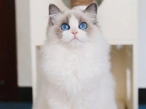 布偶猫高清壁纸无水印