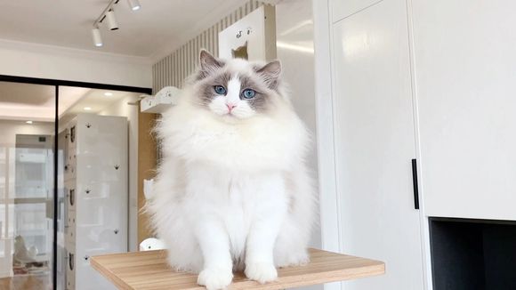 布偶猫高清壁纸无水印