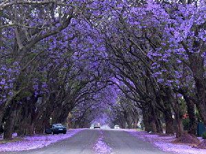 蓝花楹之城 紫色的美景图片