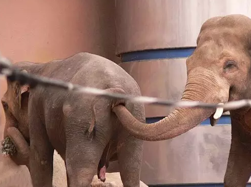 大象的菊花 被同伴给搞了