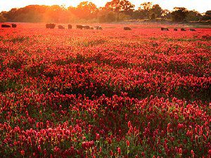 意境伤感美图 这景色只恨流年