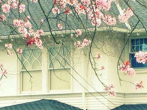 粉色系花唯美图 待莲花开尽后便是清