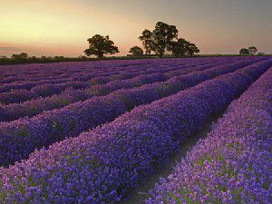 风景意境图片 再美又如何