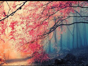 森林里唯美图 红叶已成一起来约