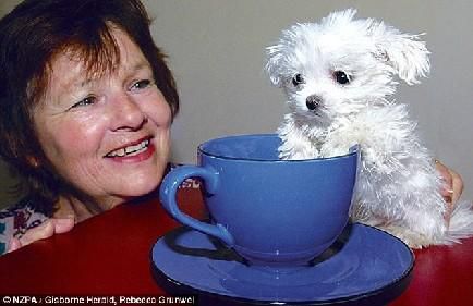 世界上最小的狗有多么小？【图片】