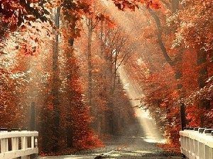 树叶飘落美景 美丽的让人心旷神