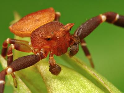 世界上最大的蜘蛛有多大【组图】