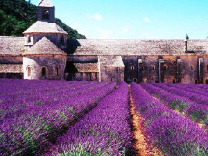 浪漫的紫色优美图 献给尊贵的你