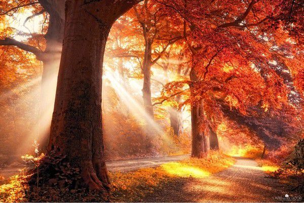 多个地方唯美秋天美景图片