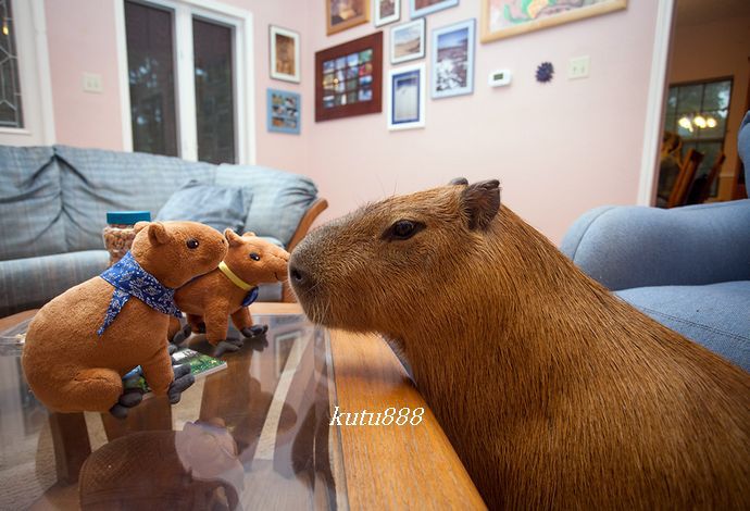 世界上最大的老鼠有多大【图片】