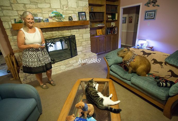 世界上最大的老鼠有多大【图片】