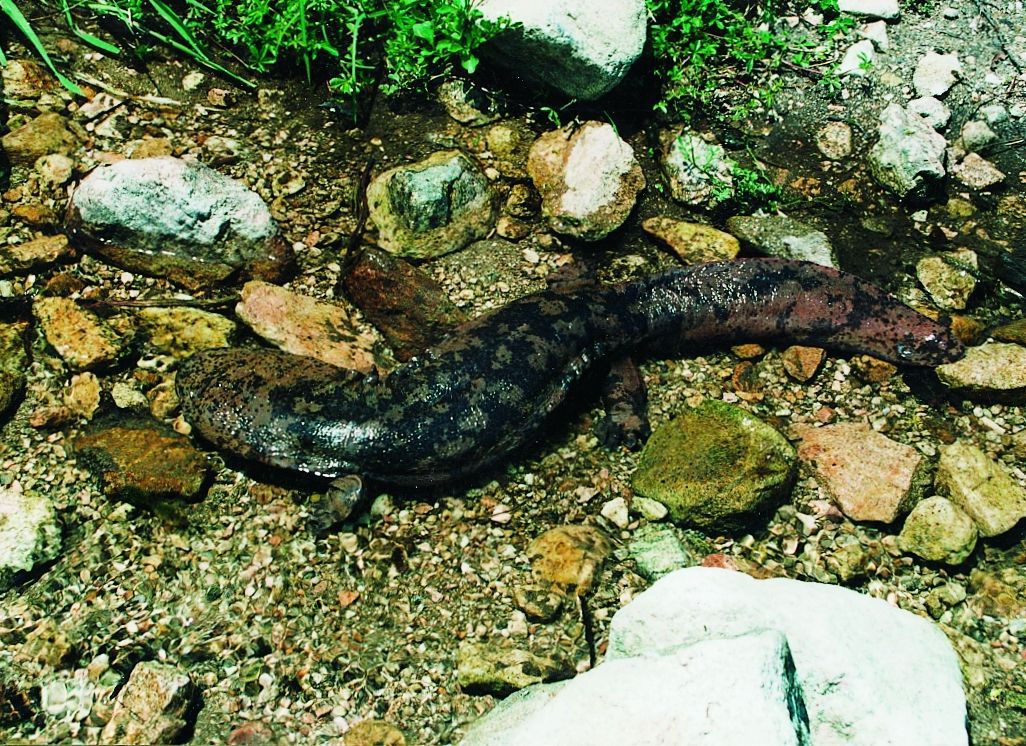 世界上最大的两栖动物是什么