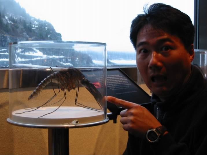 世界上最大的蚊子 蛰死过人的【组图】