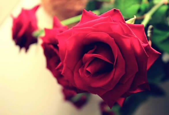 风景意境图片 再美又如何