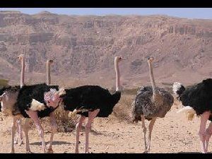 世界上最大的鸟VS世界上最小的鸟