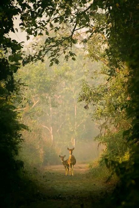 森系意境图片大全 那意境有人懂