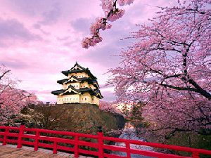 唯美樱花树下的美景图片大全