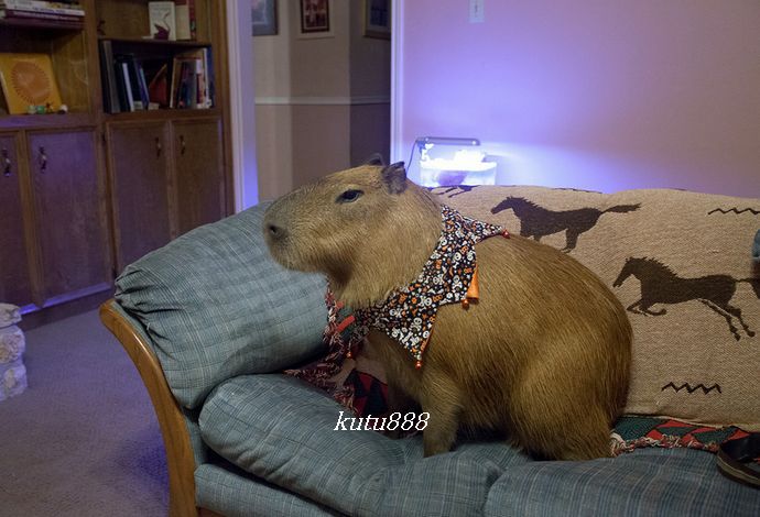 世界上最大的老鼠有多大【图片】