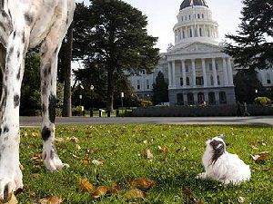 世界上最小的狗有多么小？【图片】