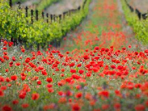 唯美花朵树木图 这景色令人陶醉