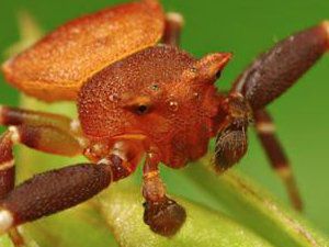 世界上最大的蜘蛛有多大【组图】