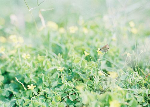 绿油油的植物系美图欣赏
