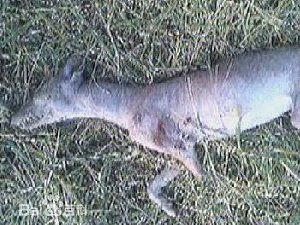 卓柏卡布拉吸血鬼图片 怪兽真的存