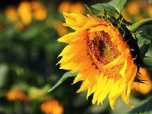 向日葵唯美意境图片 让我的生活