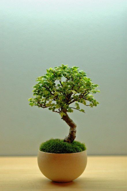 唯美盆景图 放家里既环保又好看