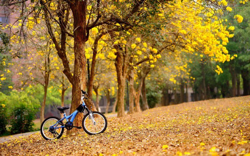 自行车风景图片欣赏
