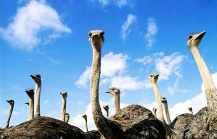 世界上最大的鸟VS世界上最小的鸟分别都是什么【组图】