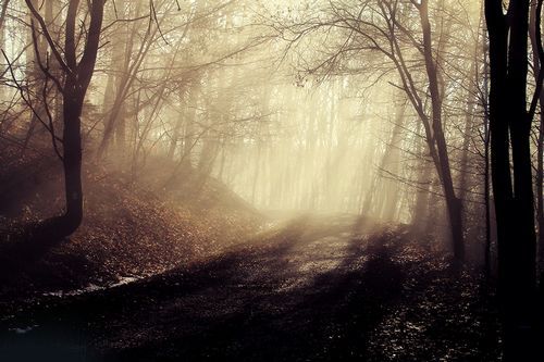 森林美景图 已经沉浸在里面