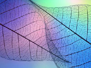 唯美lomo创意图 都是叶子形态