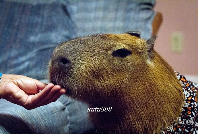 世界上最大的老鼠有多大【图片】