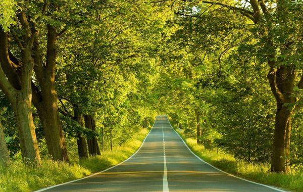 唯美大自然丛林风景图片 好看的山林美景