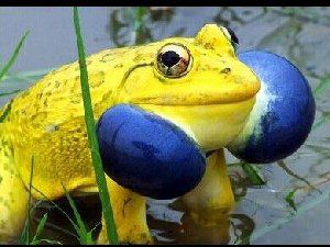 这个奇葩大青蛙 怎么这样子