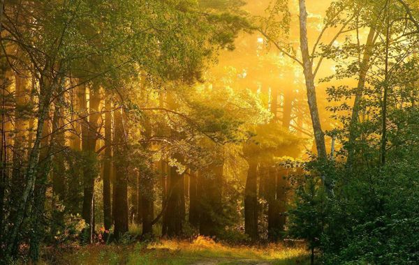 唯美大自然丛林风景图片 好看的山林美景