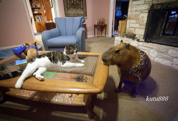 世界上最大的老鼠有多大【图片】