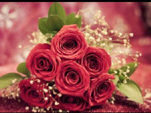 唯美玫瑰花图 女人都喜欢它