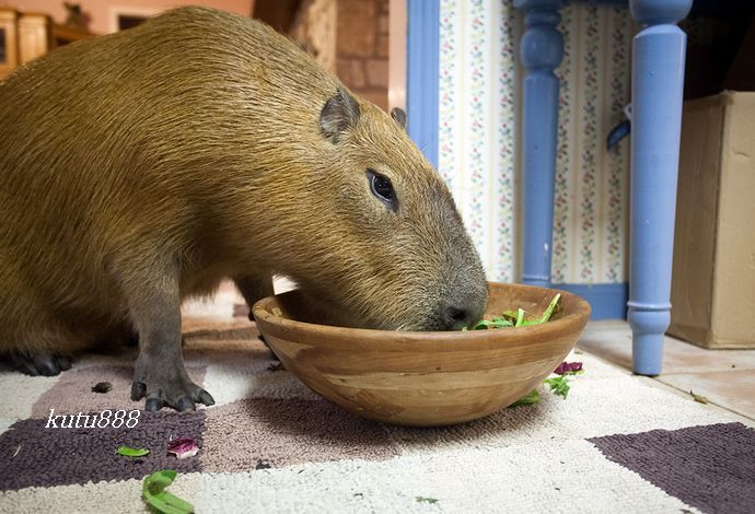 世界上最大的老鼠有多大【图片】