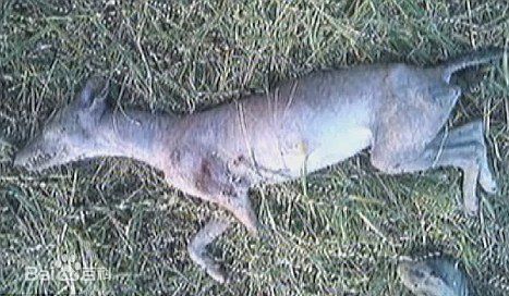 卓柏卡布拉吸血鬼图片 怪兽真的存在么？