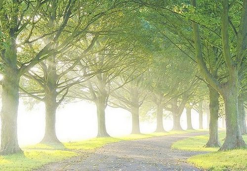 风景意境美图欣赏 总有一段路需要一个人走