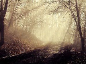 森林美景图 已经沉浸在里面