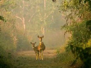 森系意境图片大全 那意境有人懂