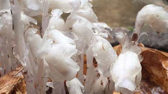 死亡之花生长在哪里 死亡之花生长需要什么条件【组图】