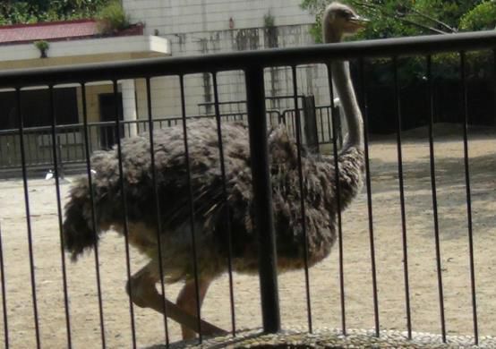 世界上最大的鸟VS世界上最小的鸟分别都是什么【组图】