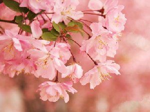 粉色花朵意境图 要快乐的活着加