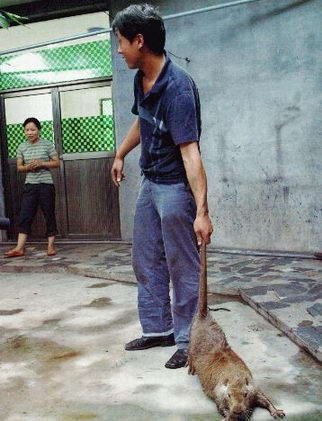 世界上最大的老鼠有多大【图片】