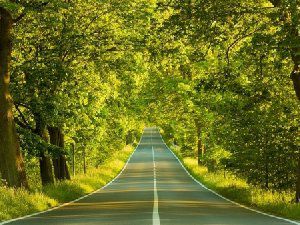 唯美大自然丛林风景图片 好看的山林